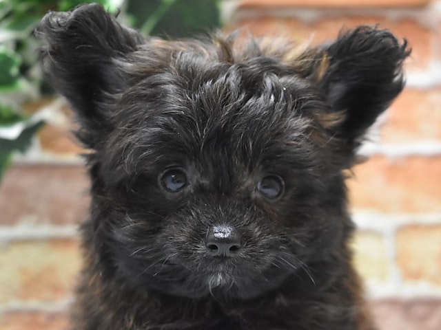 静岡県のハーフ犬・ミックス犬 (ペッツワン浜松雄踏店/2024年3月11日生まれ/男の子/ブリンドル)の子犬